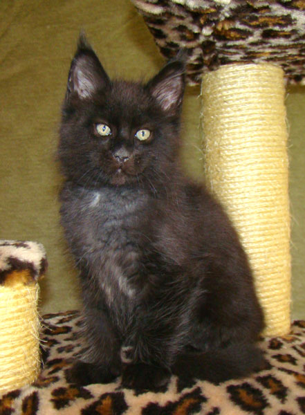    Catsvill County!   !    !       !!!    Catsvill County +7-926-544-74-09     .   ,   ,   ,    ,   ,  ,     ,   -,    ,   !